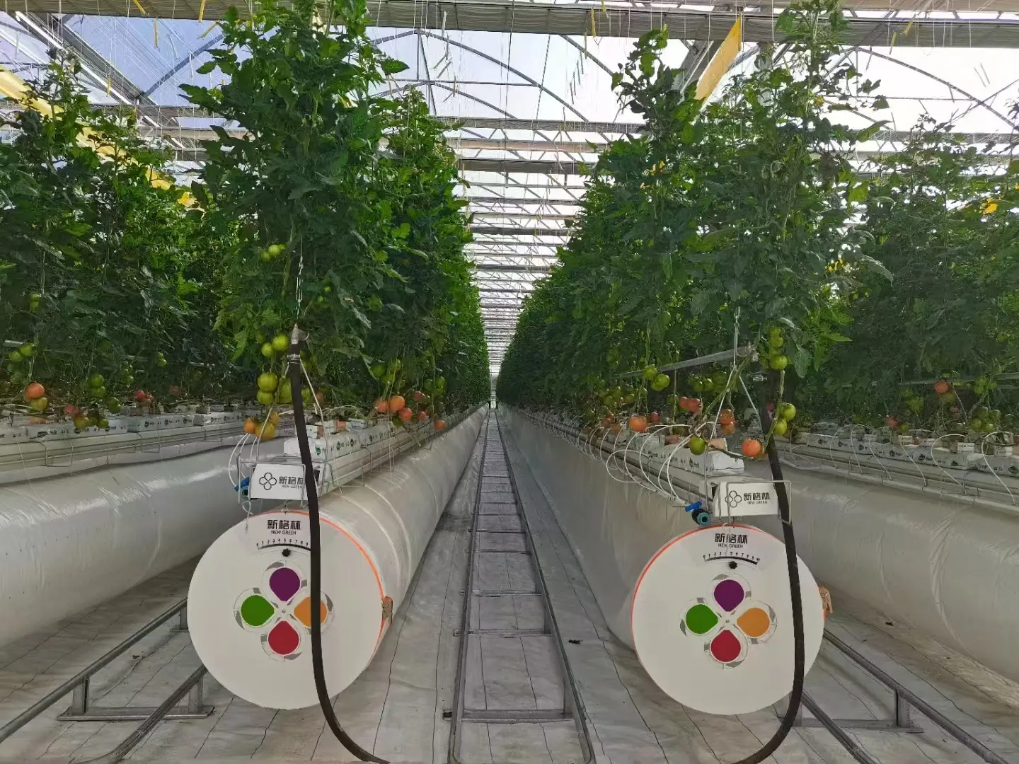 Tomato plants at the base, with visible fruit clusters and efficient support structures.